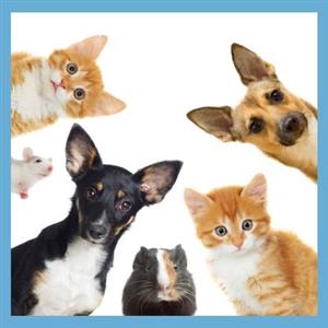 various pets looking down at you